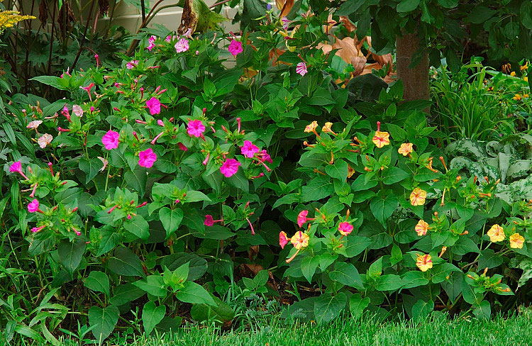 Цветок ночная красавица (Мирабилис), фото, посадка, уход и выращивание