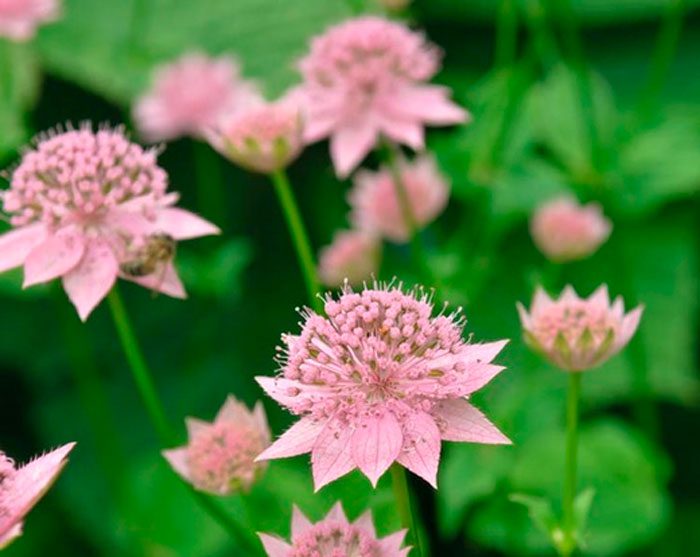 Astrantia is the largest