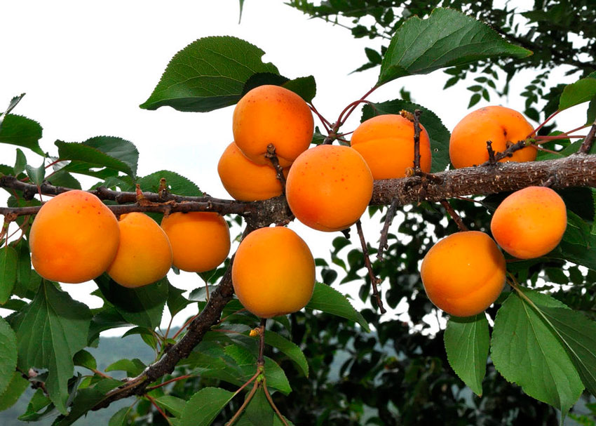 Ствол абрикоса фото