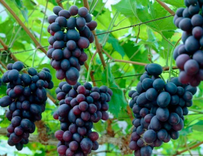 виноград уход и выращивание