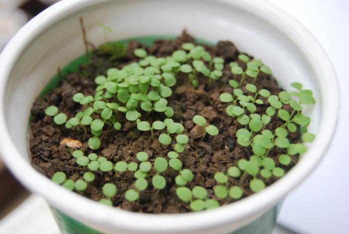 how to grow Arabis :seeding,Planting,Caring,Varieties