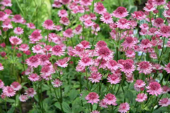 How To Grow Astrantia at home