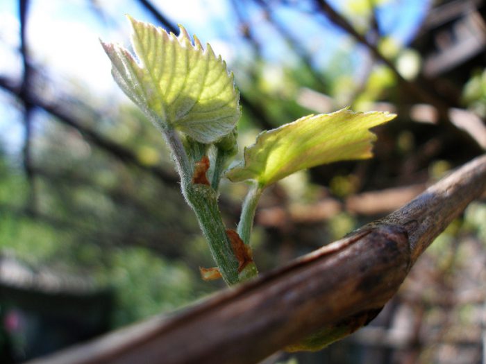 Уход за виноградом весной