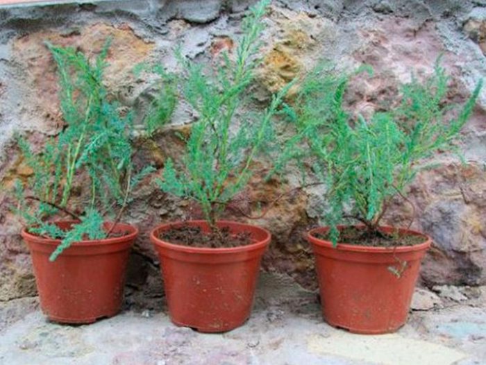 Размножение тамарикса в саду