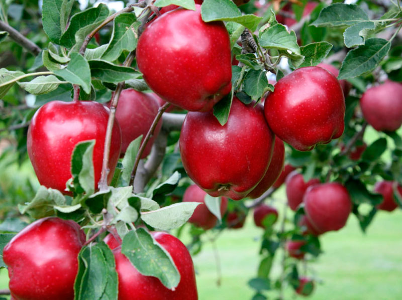 Причины нецветения колонновидной яблони