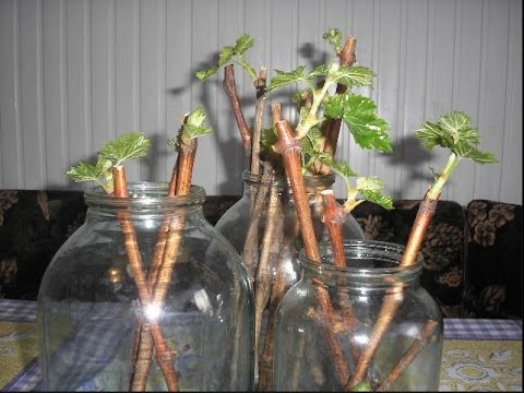 Смородина: посадка и уход, выращивание в саду, обрезка и размножение,болезни и вредители