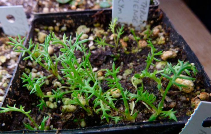 Выращивание пиретрума из семян