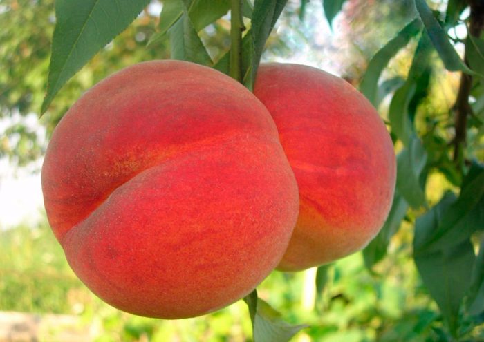 Сорта персика