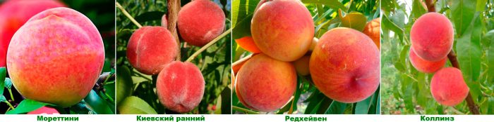 Ранние сорта персика