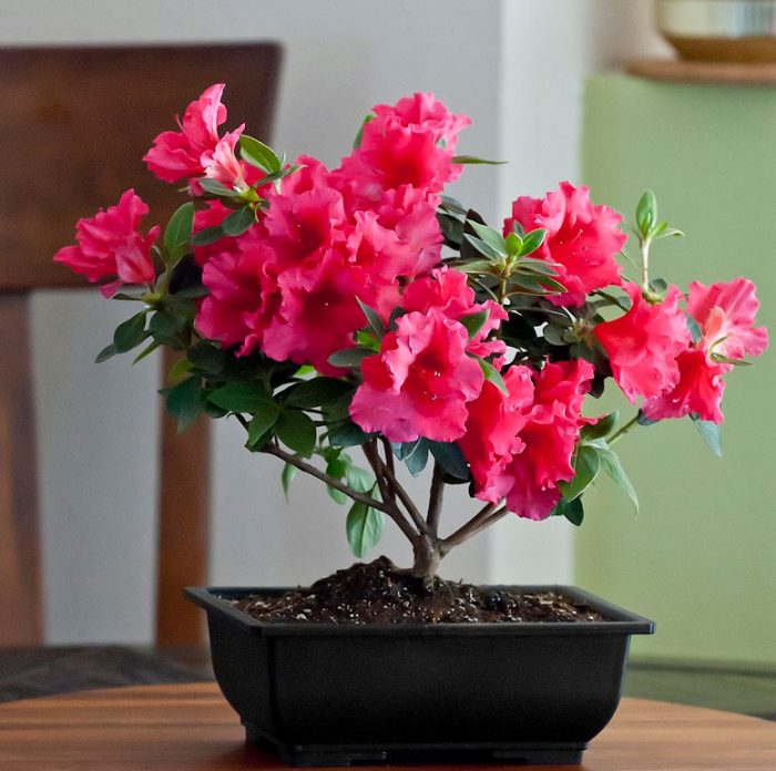 Азалия — домашний многолетний цветок