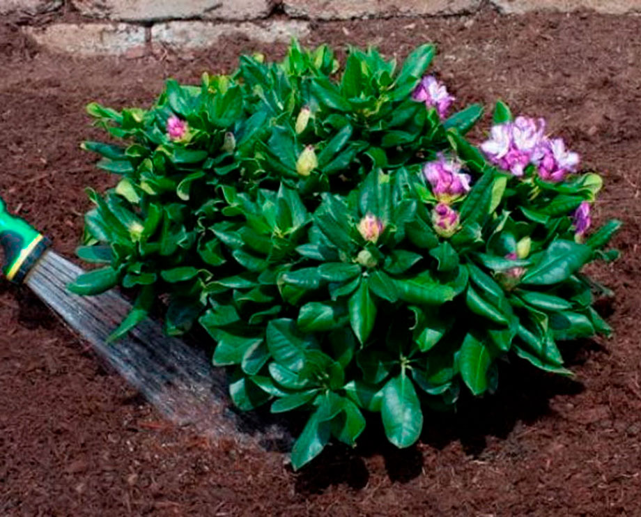 Правильная посадка рододендрона – залог непревзойденного цветения