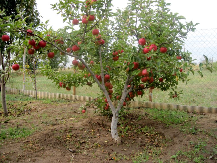 карликовые яблони для подмосковья сорта