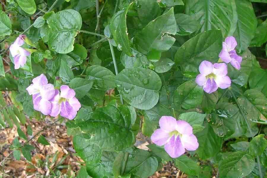 Азистазия — комнатное растение с волшебным цветением | Наш сайт