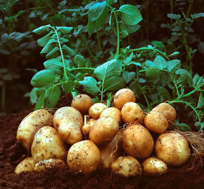 Картофель перед посадкой фото