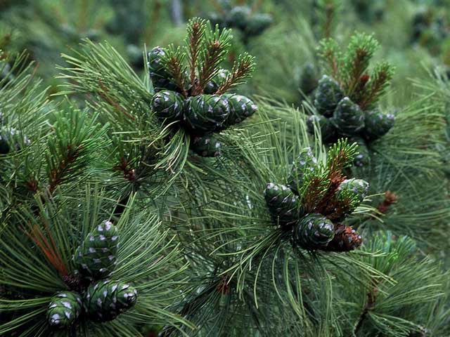Сосна кедровая стланиковая (Pinus pumila)