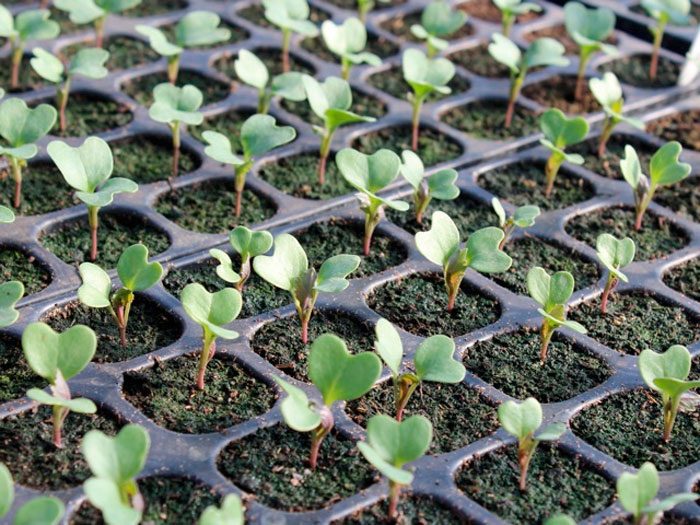 Выращивание брокколи из семян