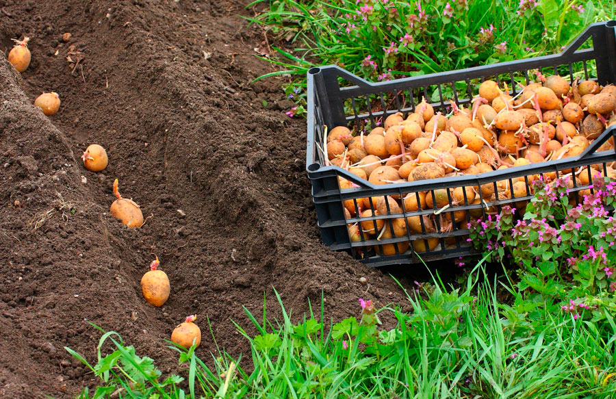 Картофель: посадка и уход в открытом грунте, выращивание из семян