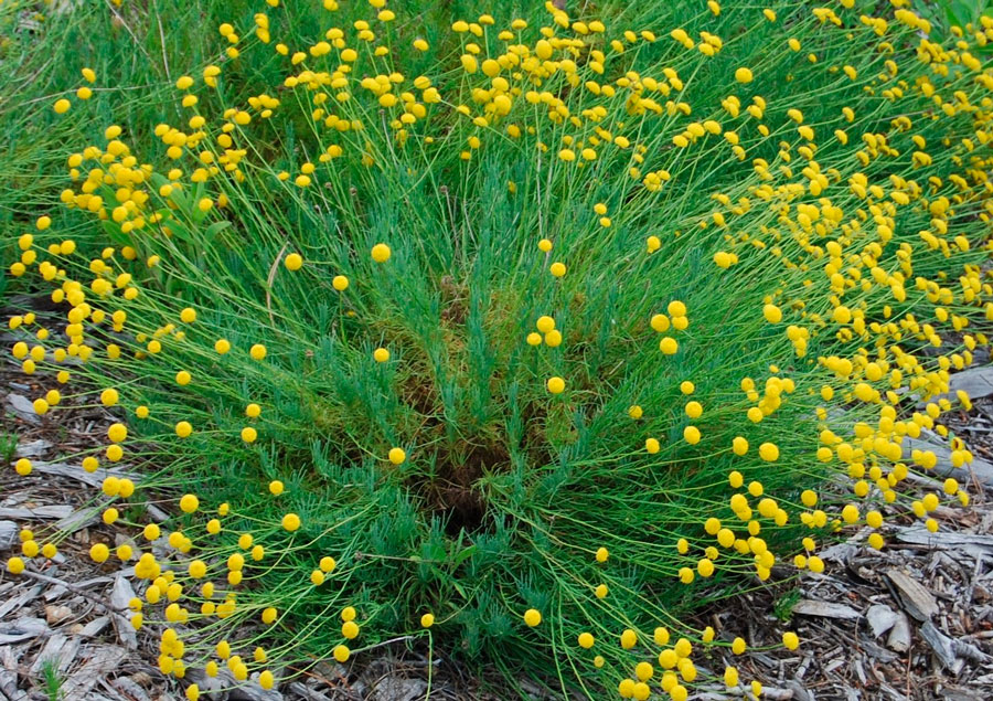 Сантолина: фото 42 видов серебристого вечнозеленого цветка. Посадка и уход в открытом грунте. Способы размножения