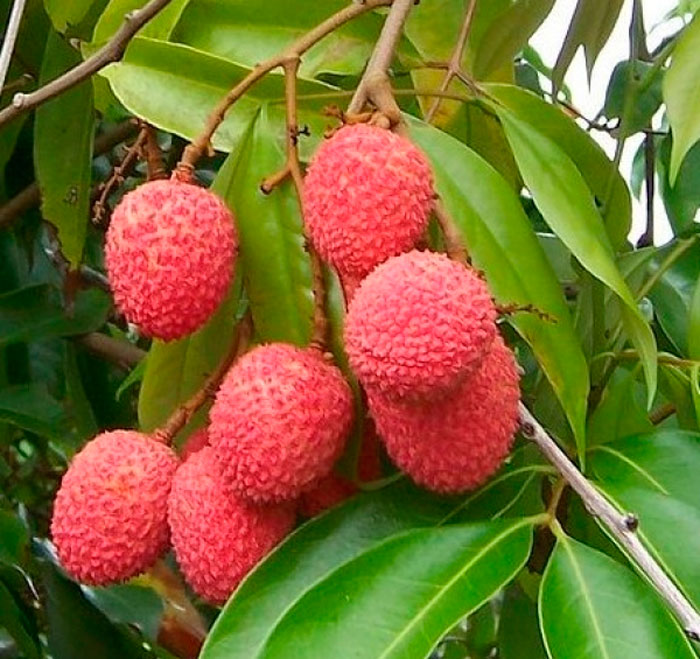 Личи — описание пользы и вреда этого тропического фрукта, а также его фото