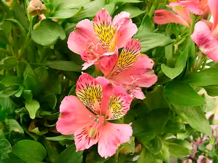 Альстромерия - посадка и особенности выращивания цветов в домашних условиях