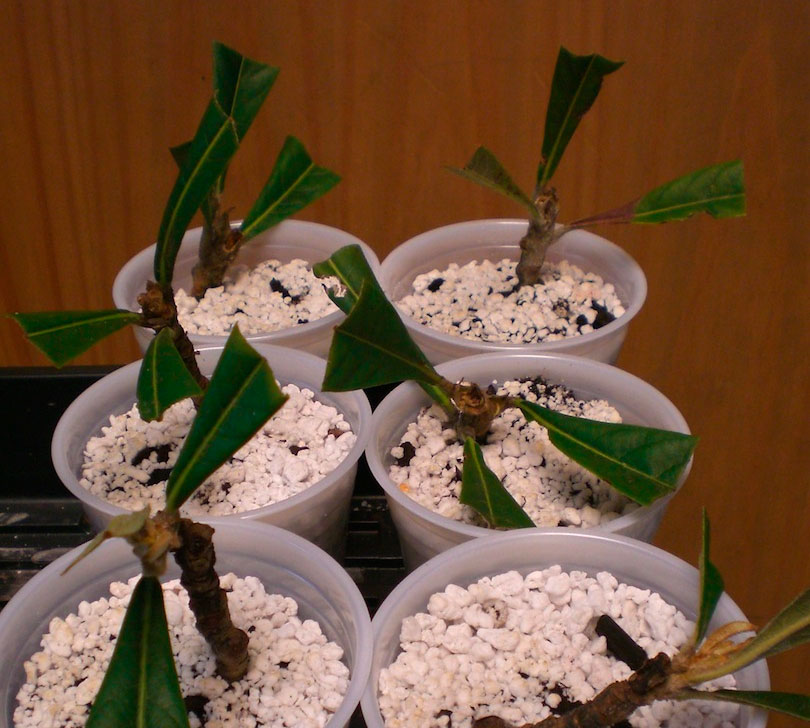Выращивание мушмулы из косточки в домашних условиях: как посадить дерево