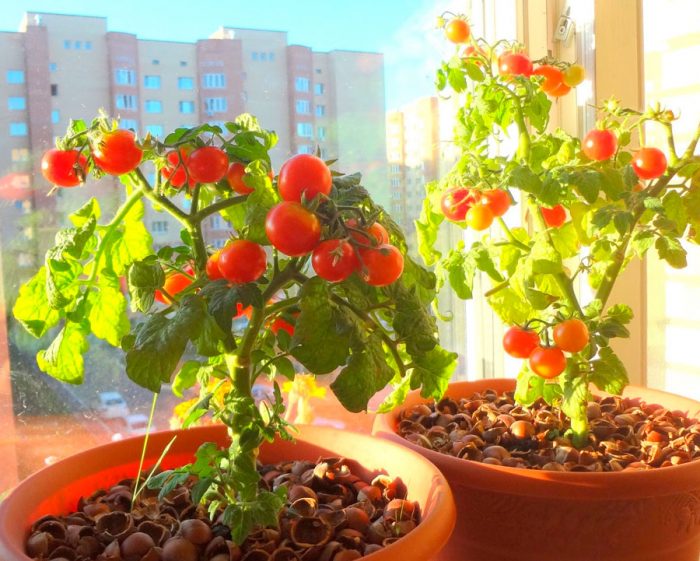 Выращивание помидоров на подоконнике