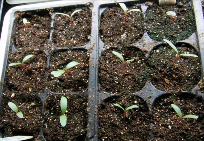 Выращивание гомфрены из семян