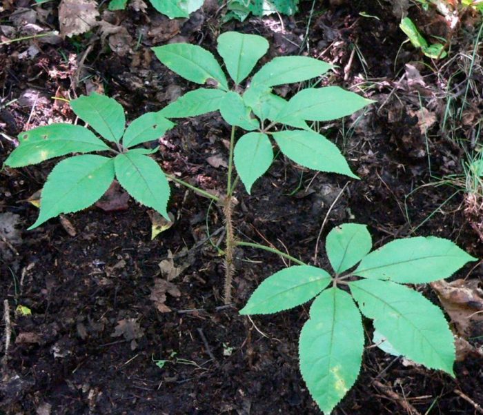 Выращивание элеутерококка в саду
