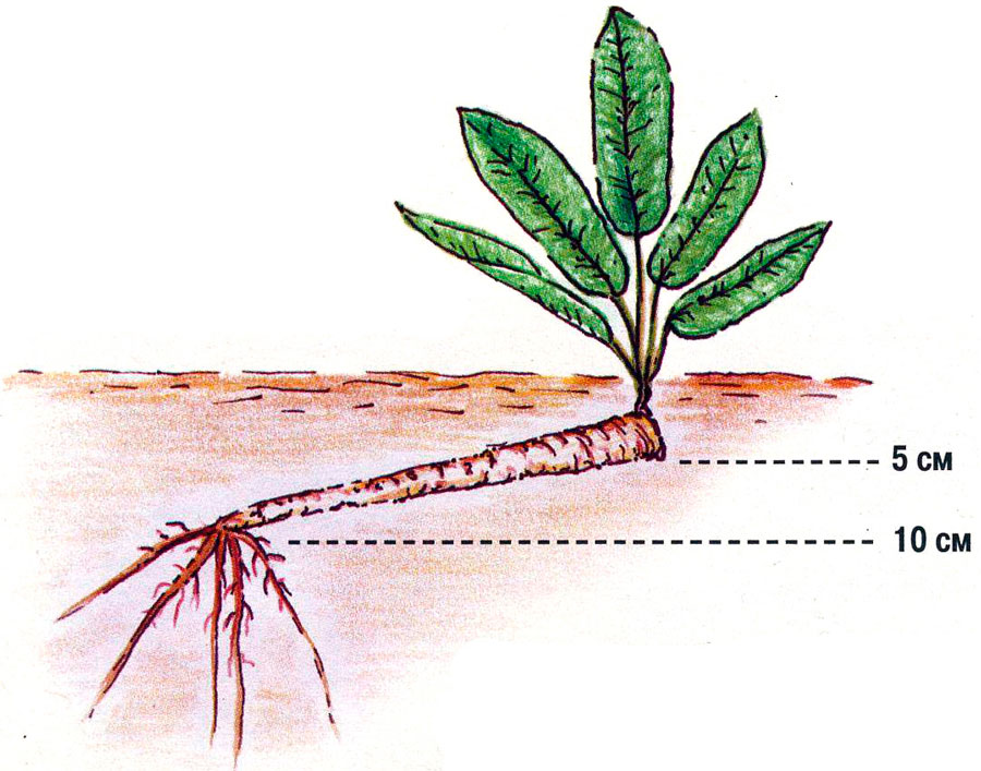 Хрен: посадка и уход в открытом грунте, выращивание из семян