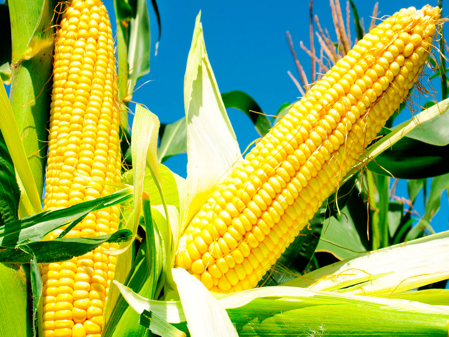 Фото кукурузы в початках на поле