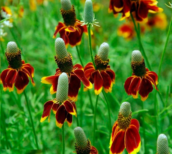 Ратибида: колоновидная и другие виды цветка. Посадка и уход. Выращивание из семян в открытом грунте (18 фото)