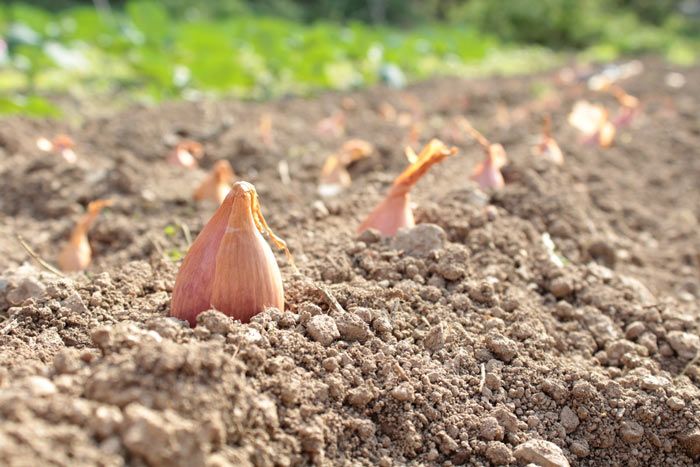 Выращивание лука-шалота: посадка и уход, выращивание из семян и луковицы, сажать весной на головку (24 фото)
