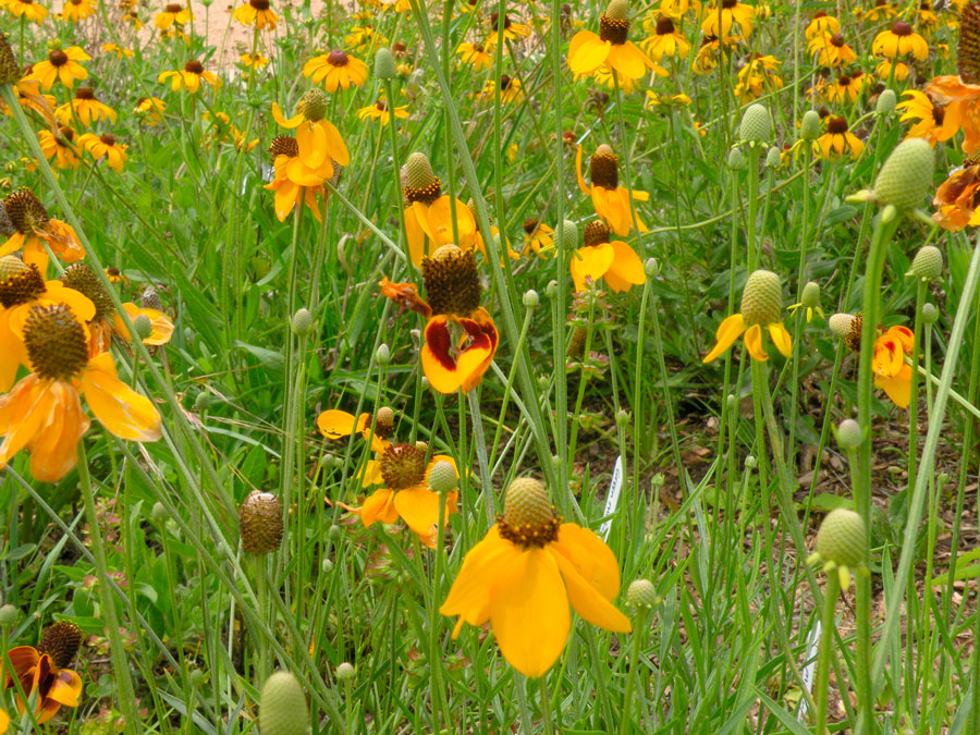 Ратибида: колоновидная и другие виды цветка