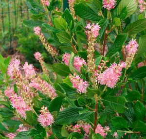 Клетра: посадка и уход в открытом грунте, виды и сорта с фото