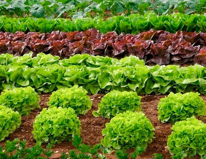 Схема посадки листового салата в открытом грунте