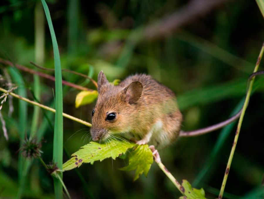 Как избавиться от мышей в квартире навсегда: ловим и отпугиваем грызунов | hb-crm.ru