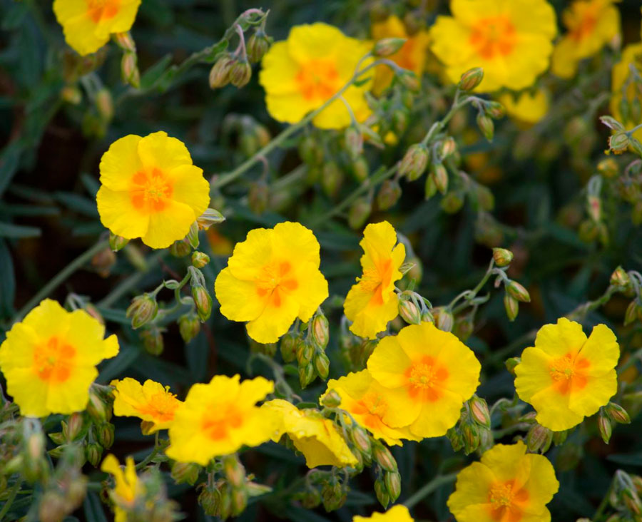 Солнцецвет: описание цветка, посадка и уход в открытом грунте