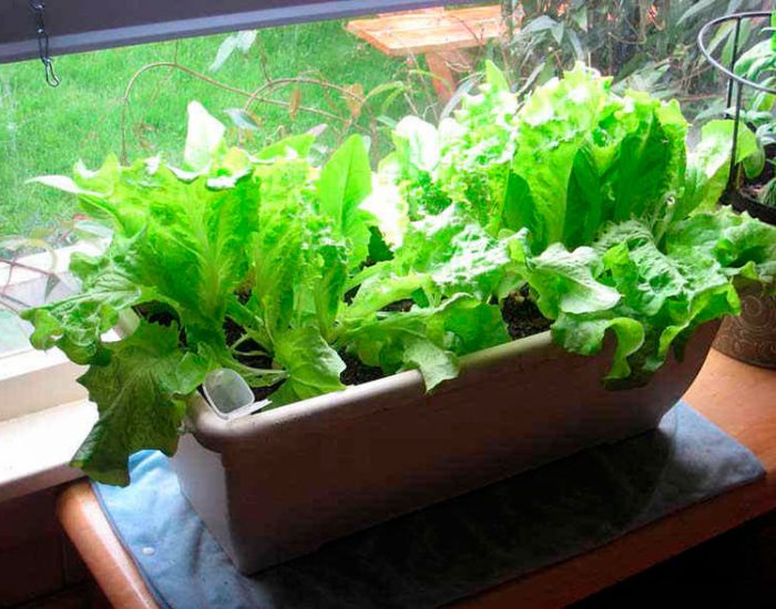 Выращивание салата на подоконнике