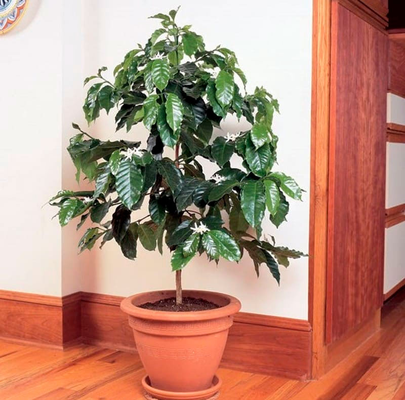 Выращивание кофейного дерева в домашних условиях: сорта, уход, выращивание