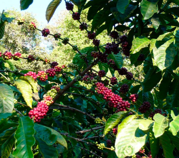 Congolese coffee tree,