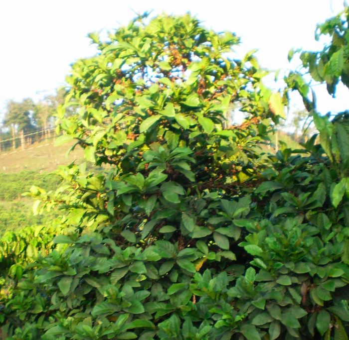 Liberian coffee tree