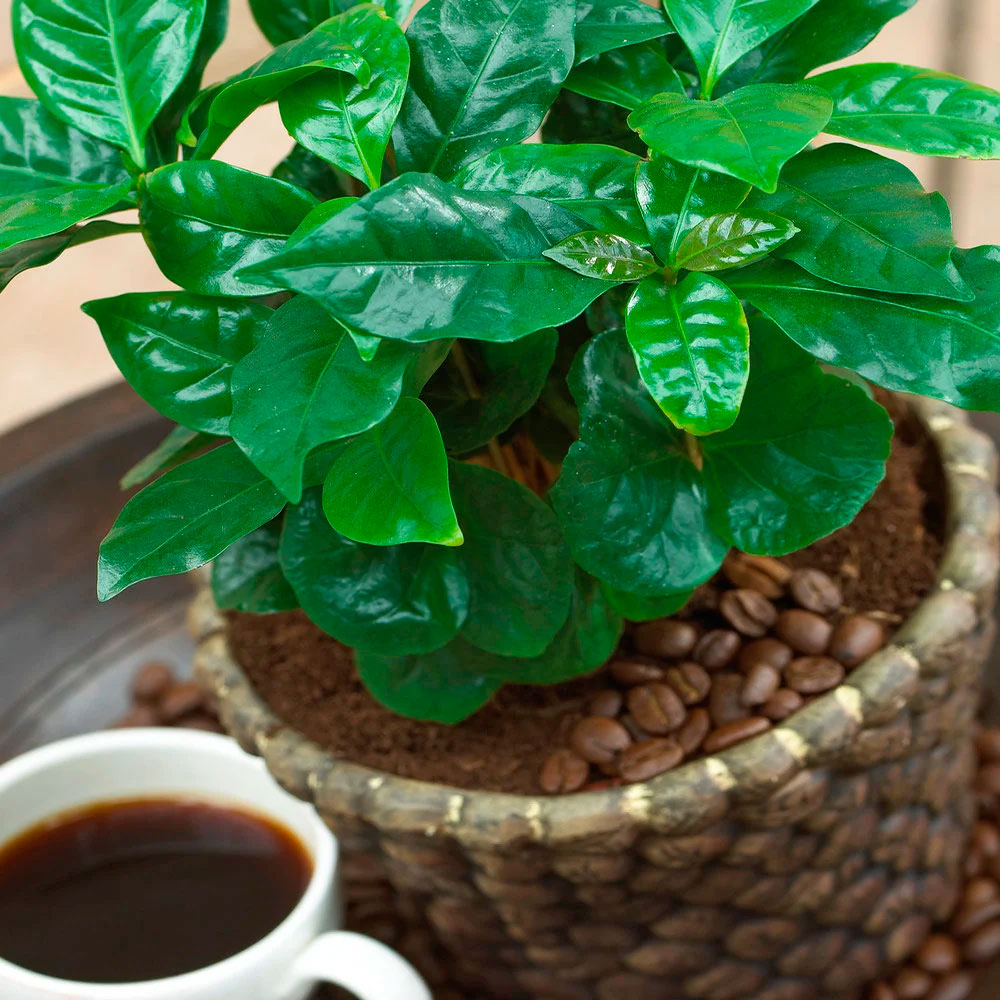Агротехника выращивания кофе | баштрен.рф