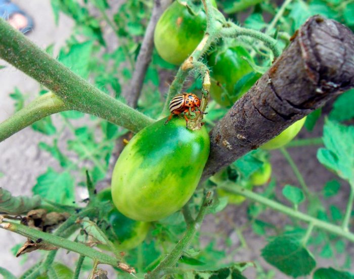 Колорадский жук на помидорах