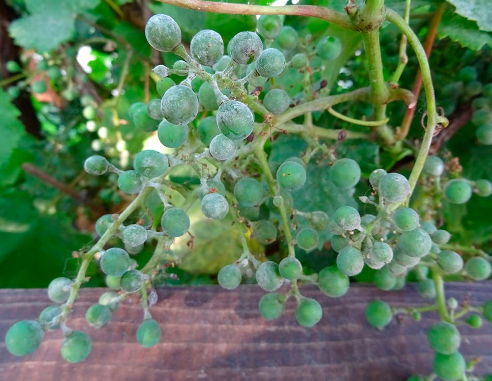 Фунгициды против милдью оидиума на винограде