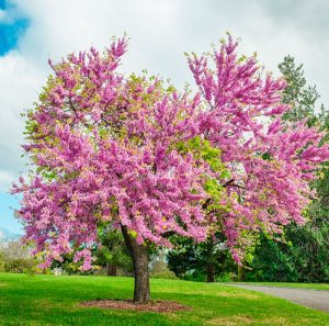 Церцис фото дерева и листьев