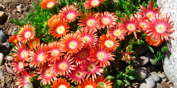 Делосперма