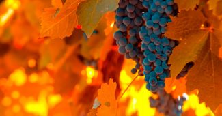 Виноград осенью