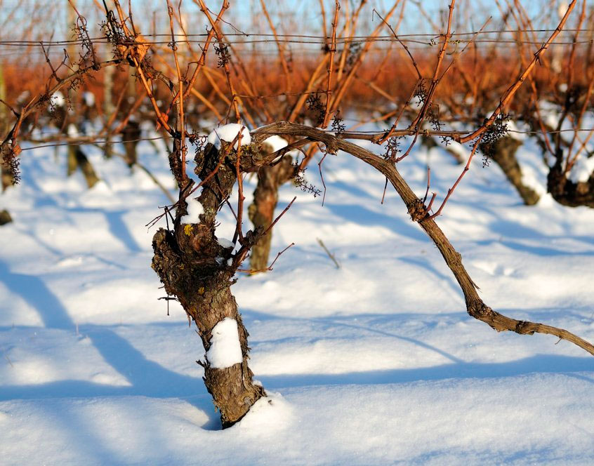 Укрытие винограда на зиму: способы укрытия, обрезка, ошибки