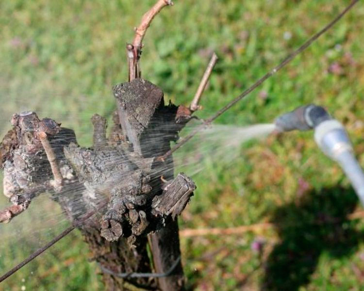 Чем обработать виноград весной после открытия ранней. Вредители виноградной лозы. Опрыскивание винограда. Обработка винограда осенью. Обработка виноградной лозы.