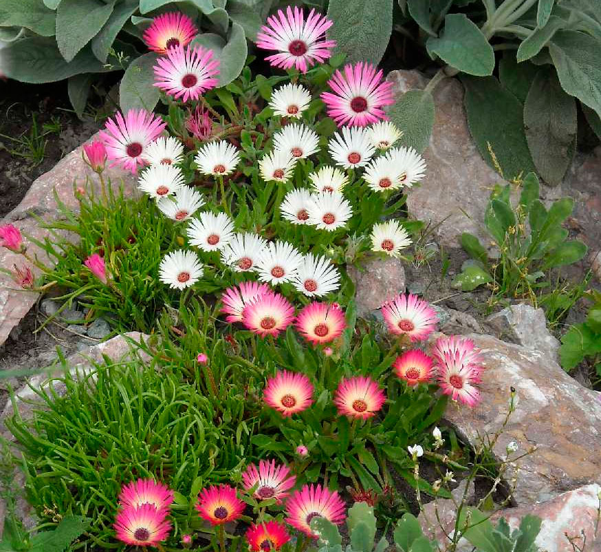 Цветы для альпийской горки названия и фото однолетники